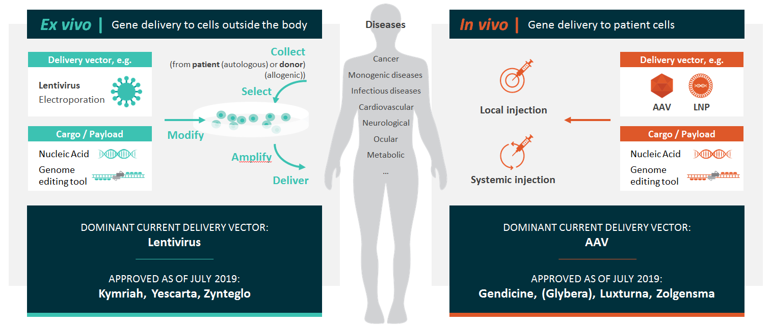 in vivo vs ex vivo gene therapy