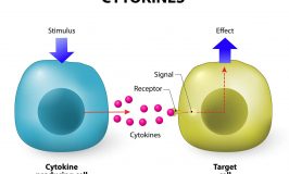 cytokine diagram