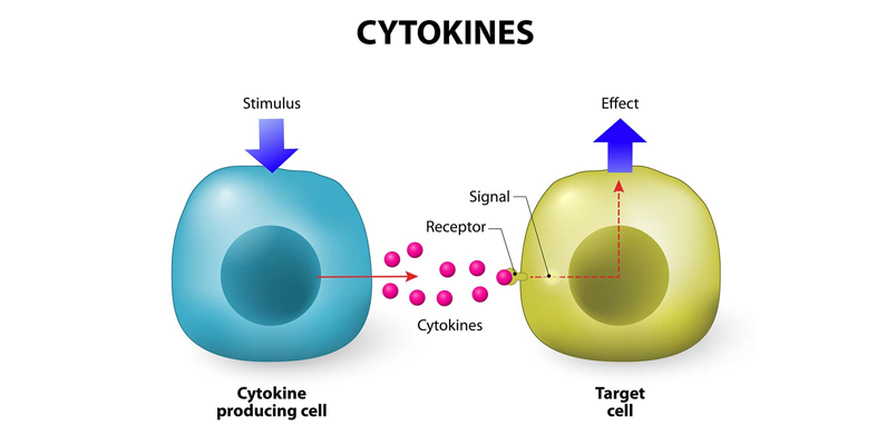 |cytokine diagram