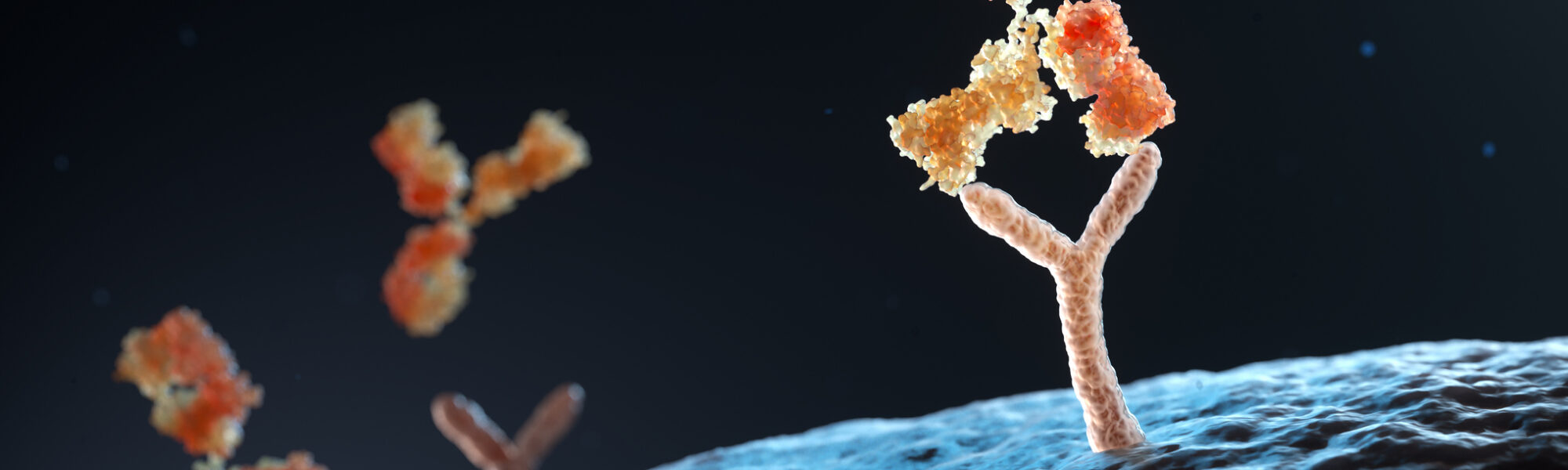 antibody 3d representation