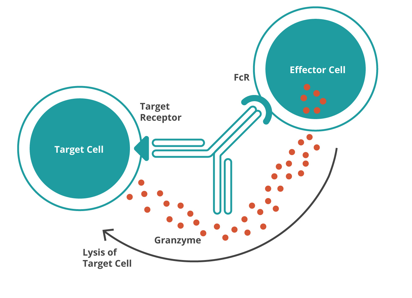effector cell and target cell diagram
