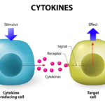 cytokines graphic