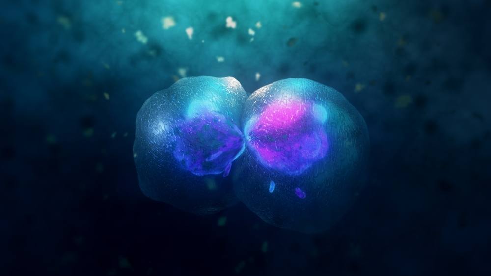 cell division under microscope