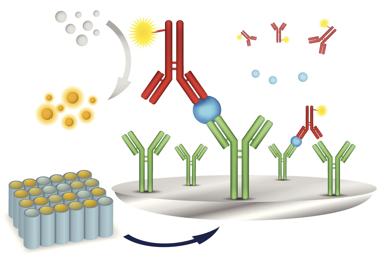 ELISA immuno assay reaction scheme vector illustration