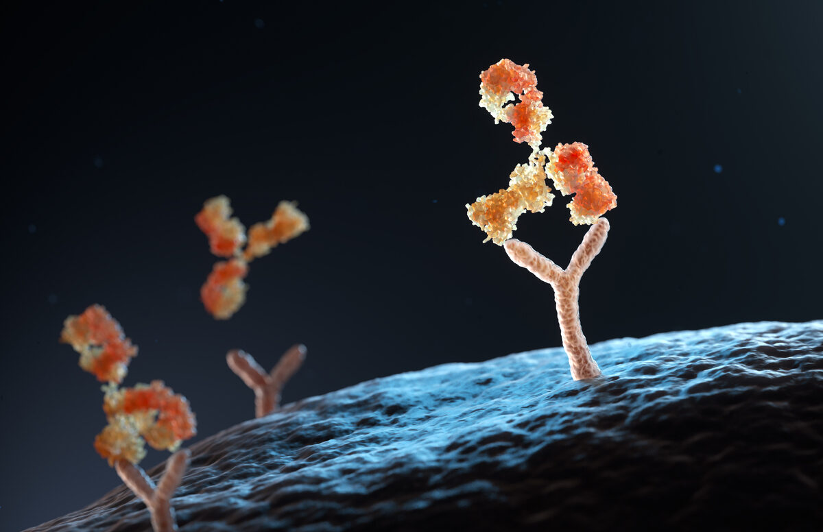 Antibody binding to human cell receptors